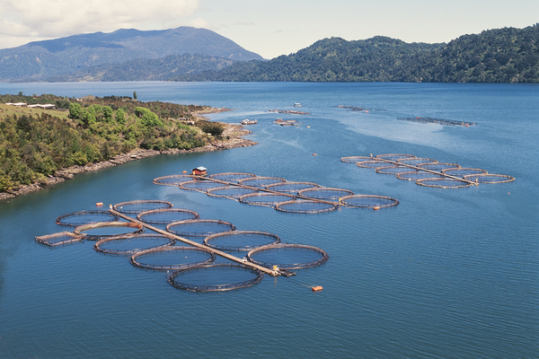 South Chile Salmon Farm
