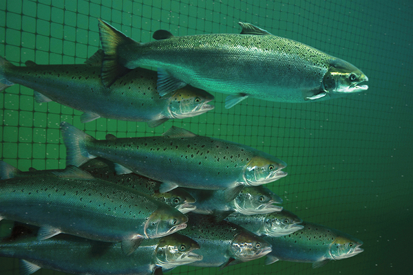 South Chile Salmon Farm